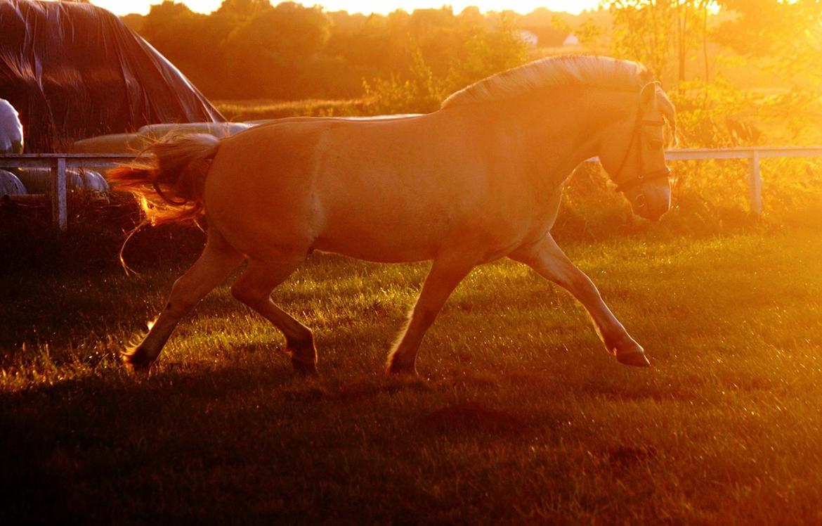 Fjordhest Halfdan <3 billede 25