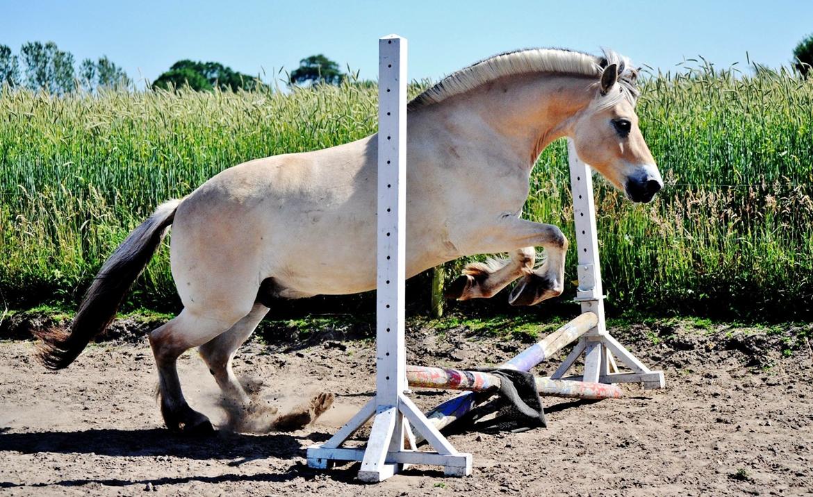 Fjordhest Halfdan <3 billede 23