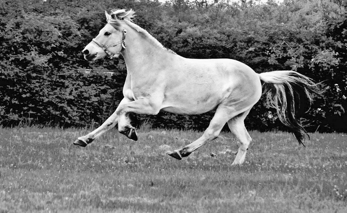 Fjordhest Halfdan <3 billede 26