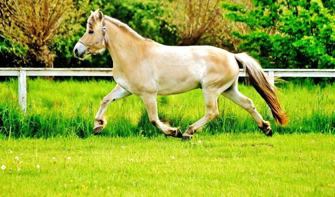 Fjordhest Halfdan <3 billede 27