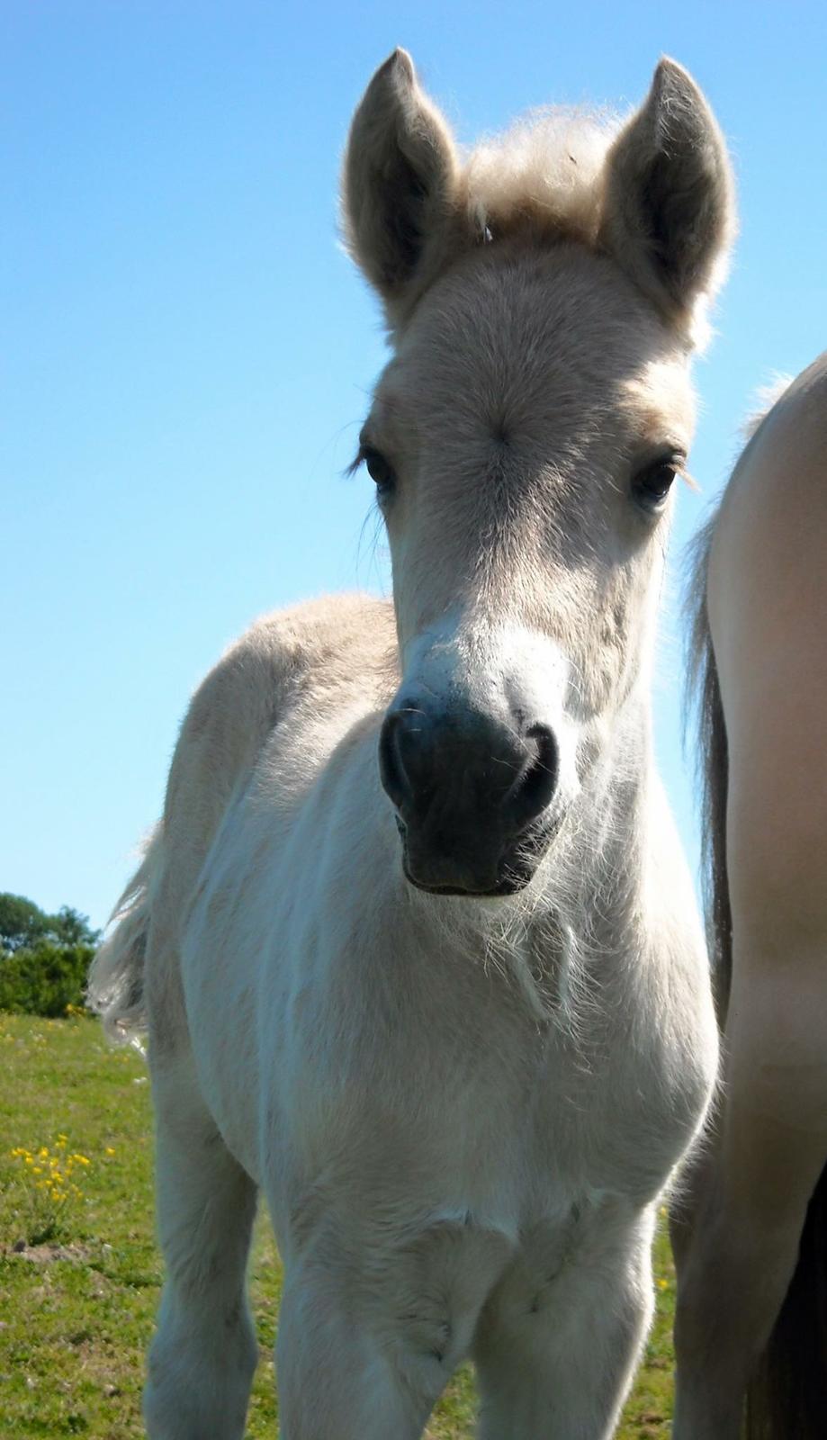 Fjordhest Halfdan <3 billede 29