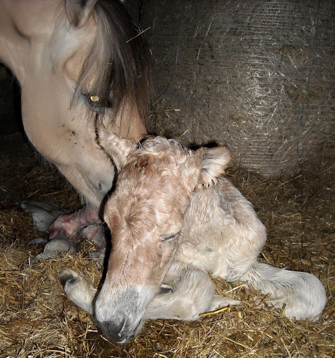 Fjordhest Halfdan <3 billede 28