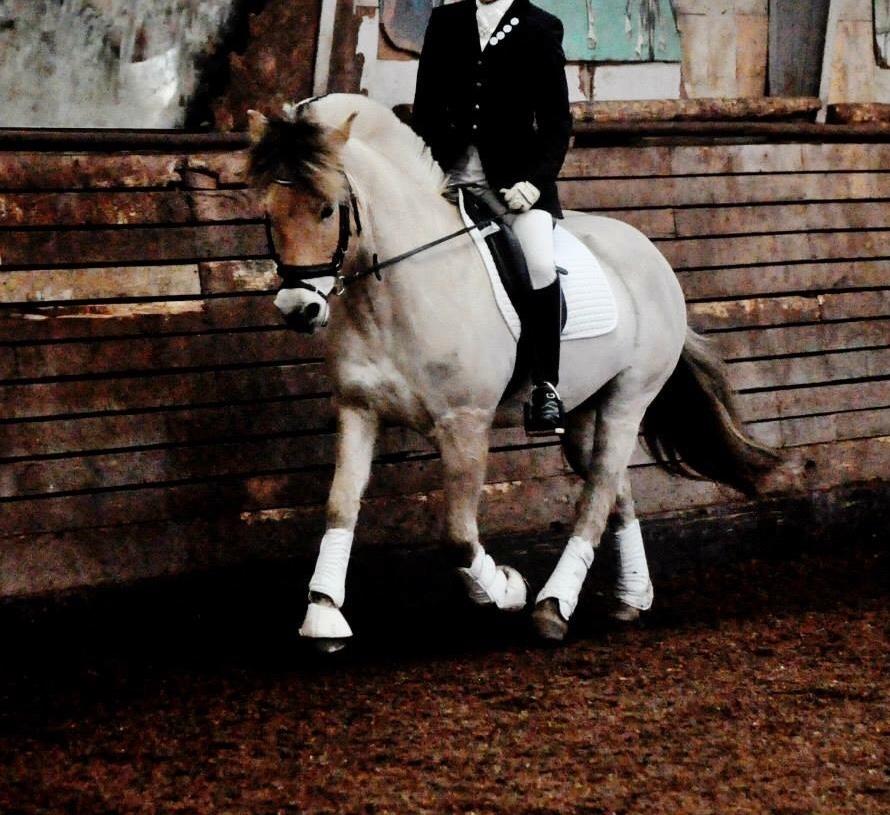 Fjordhest Halfdan <3 billede 30