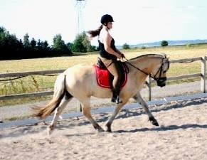 Fjordhest Halfdan <3 billede 32