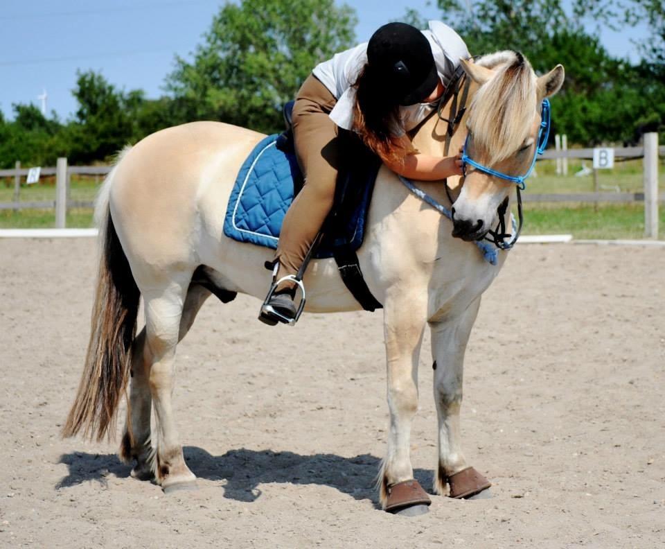 Fjordhest Halfdan <3 billede 33