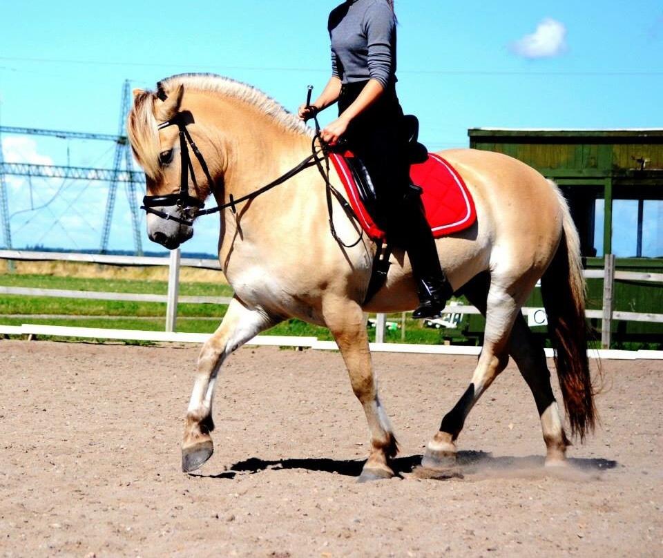 Fjordhest Halfdan <3 billede 31