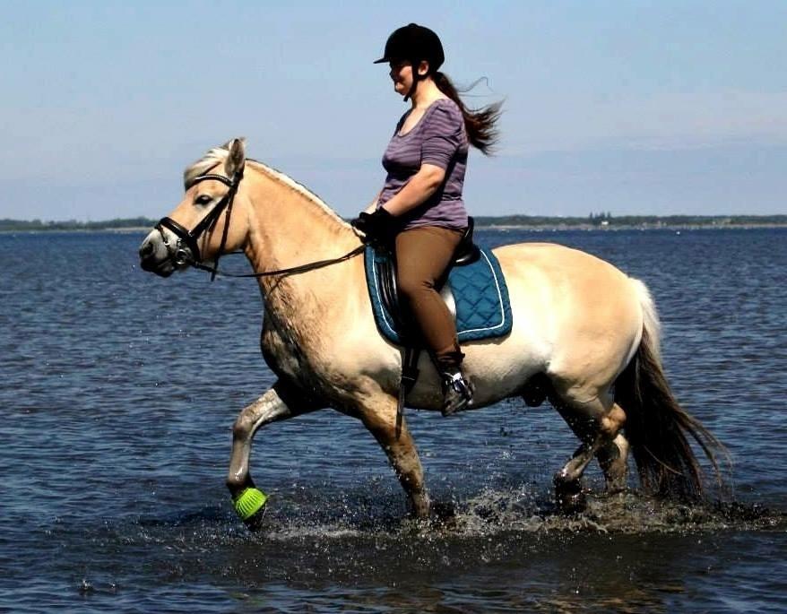 Fjordhest Halfdan <3 billede 35