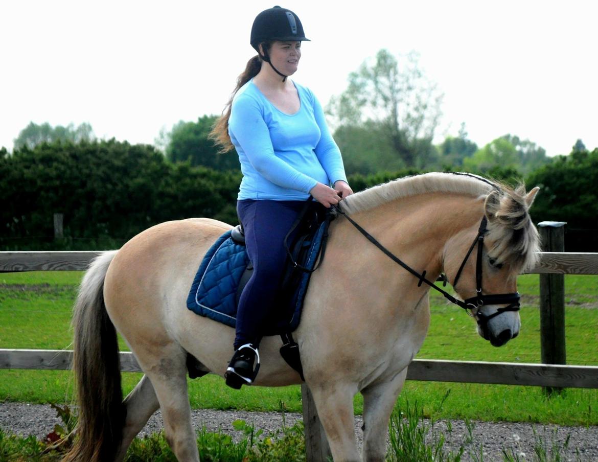 Fjordhest Halfdan <3 billede 37