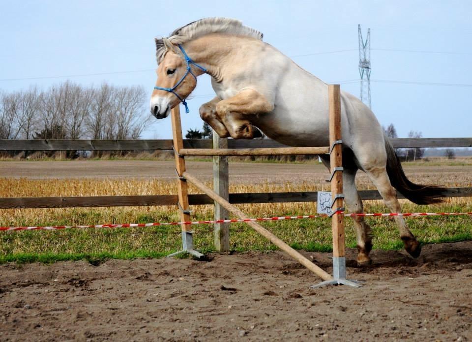 Fjordhest Halfdan <3 billede 38