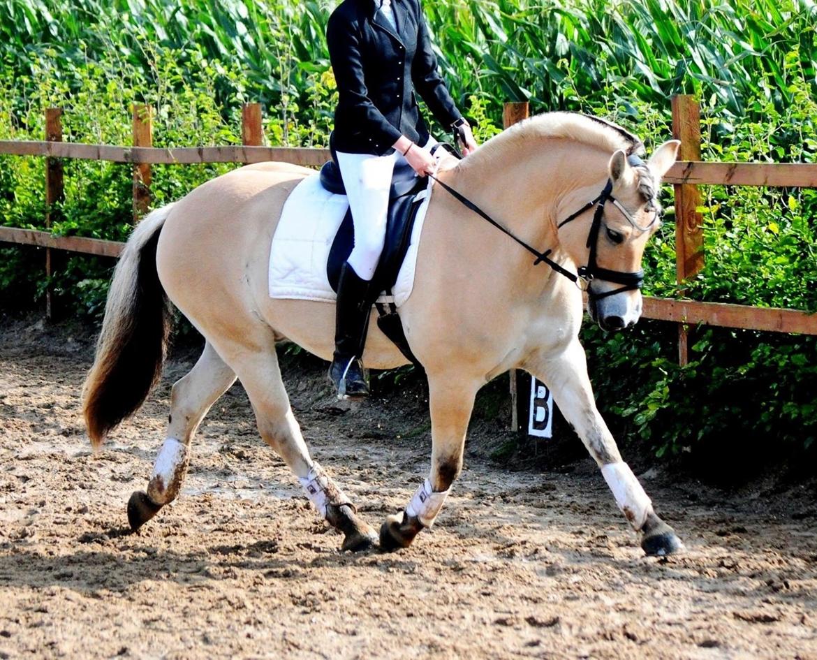 Fjordhest Halfdan <3 billede 39