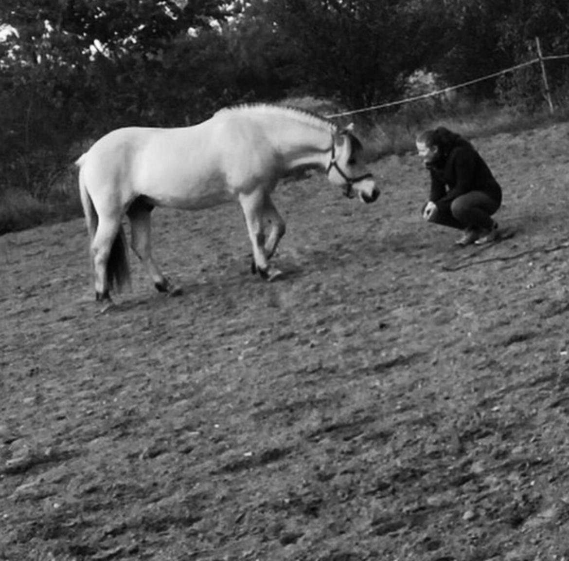 Fjordhest Halfdan <3 billede 40