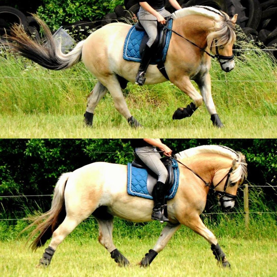 Fjordhest Halfdan <3 billede 34