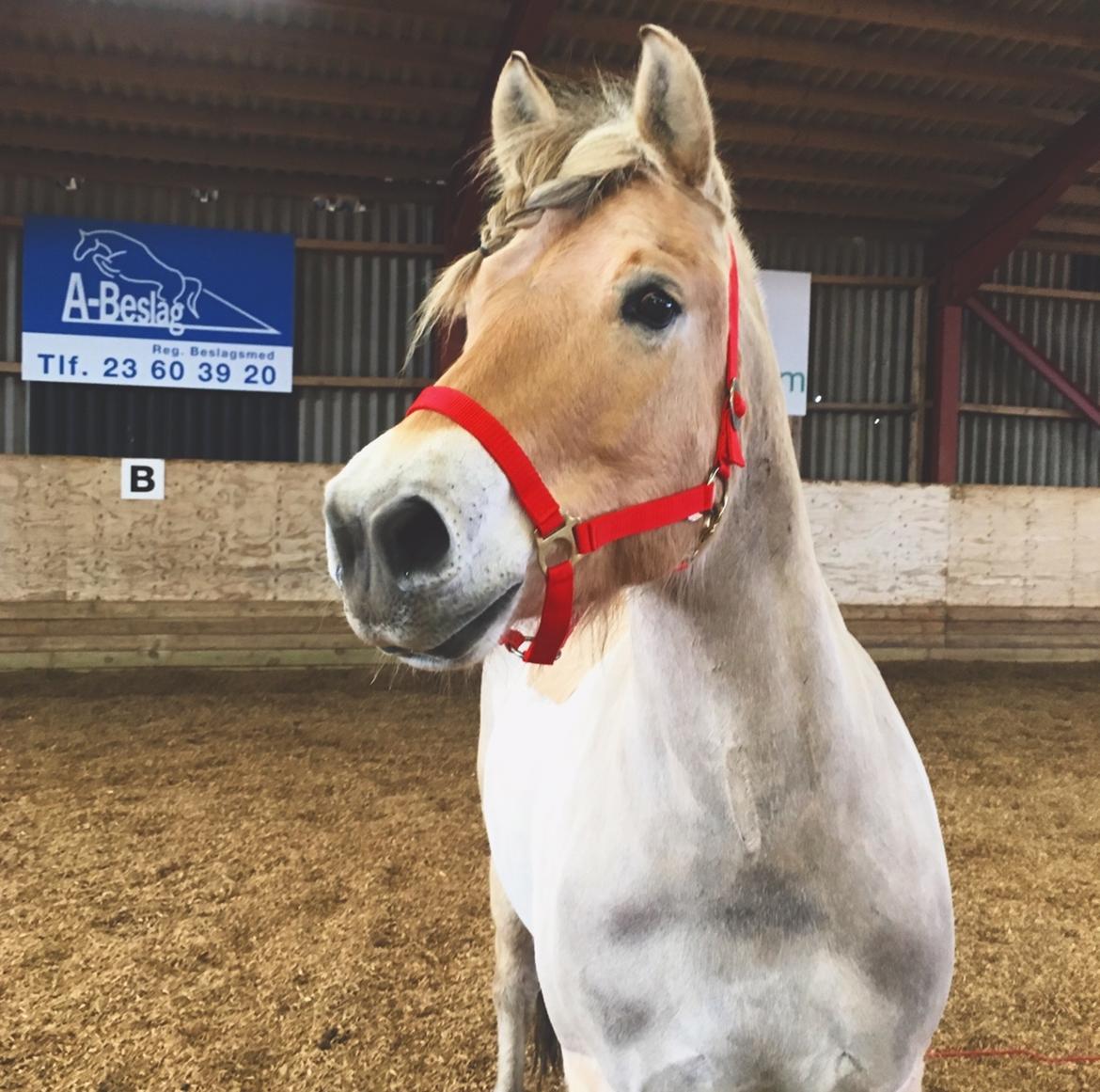 Fjordhest Halfdan <3 billede 42