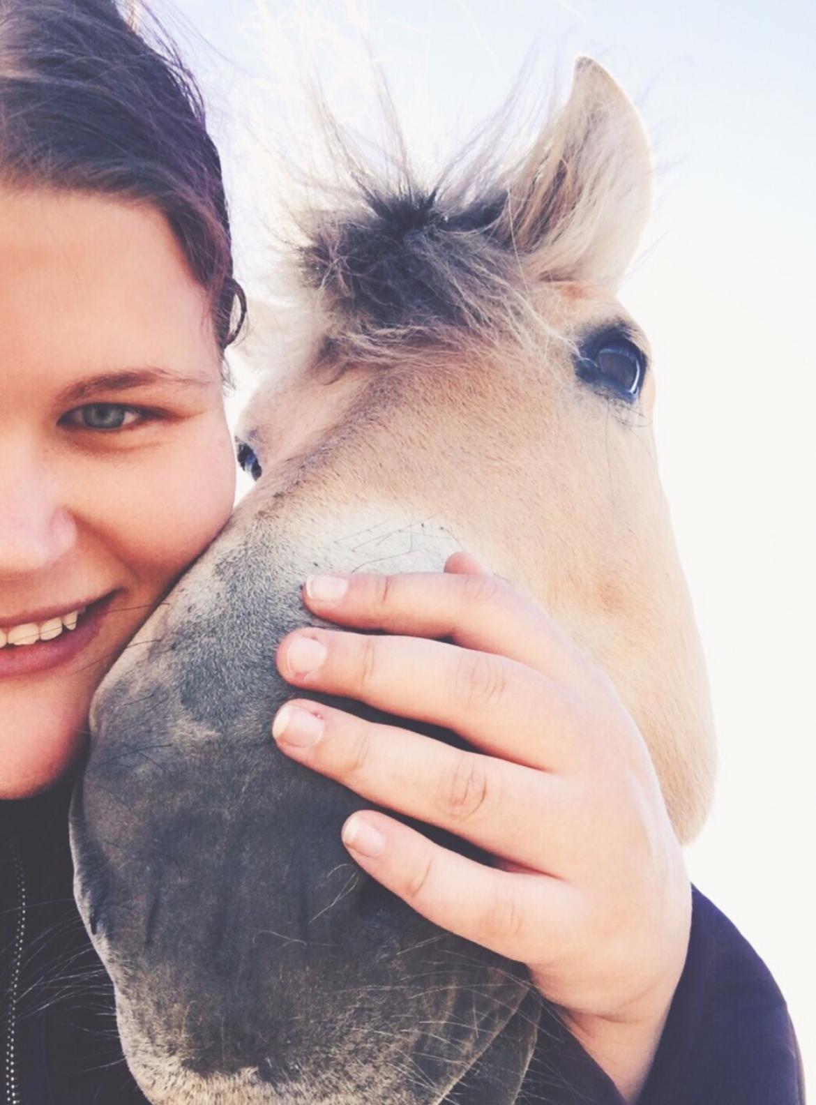 Fjordhest Halfdan <3 billede 43