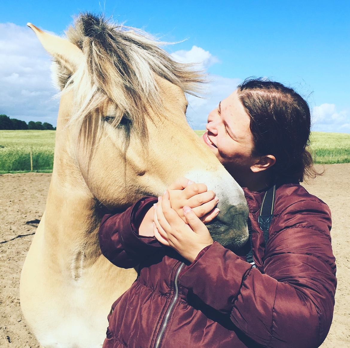 Fjordhest Halfdan <3 billede 44