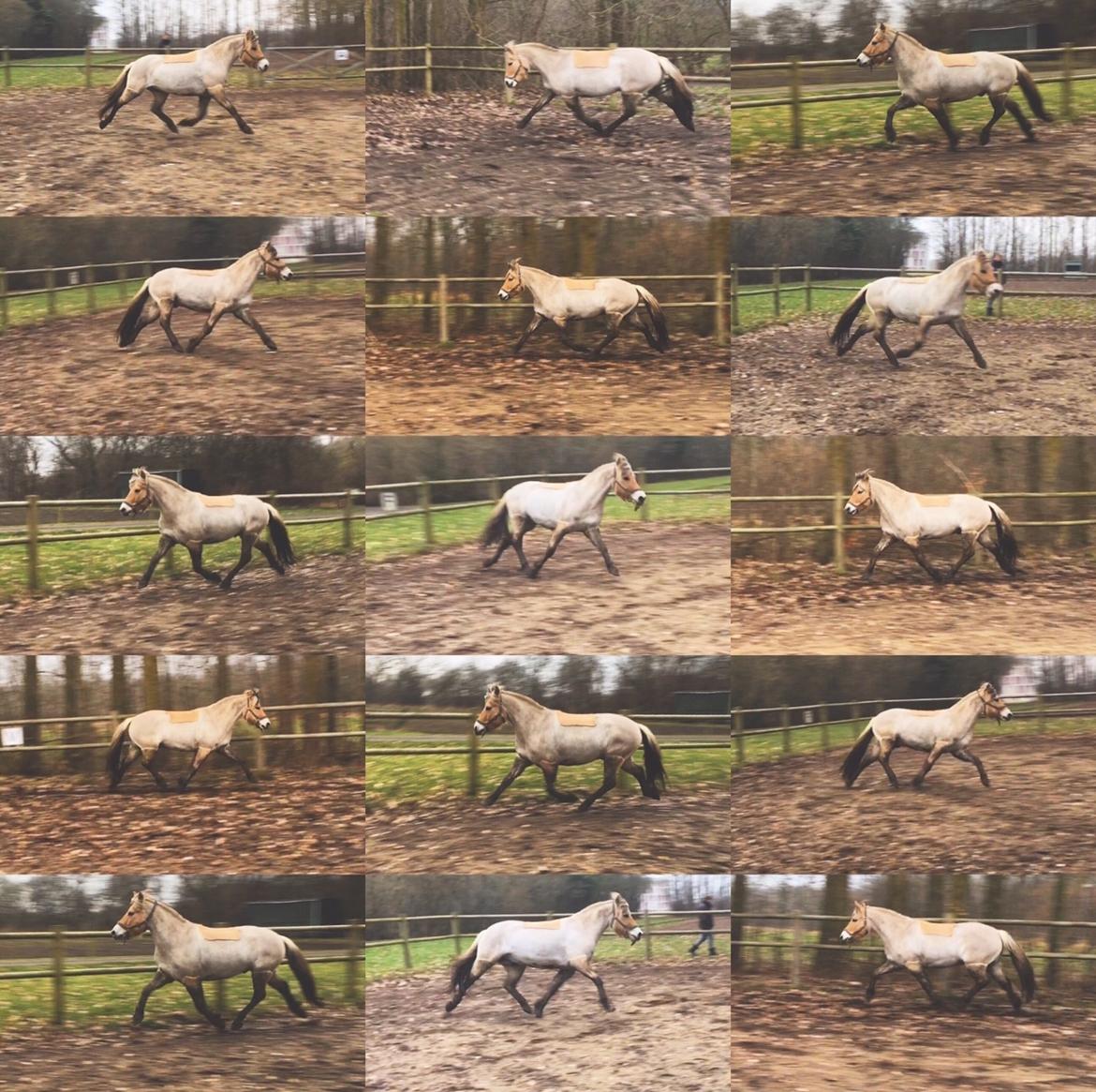 Fjordhest Halfdan <3 billede 41