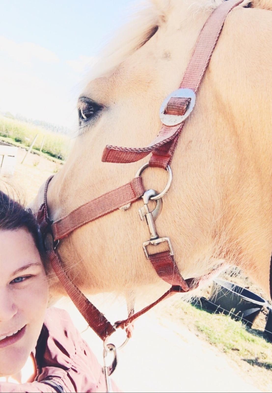 Fjordhest Halfdan <3 billede 45