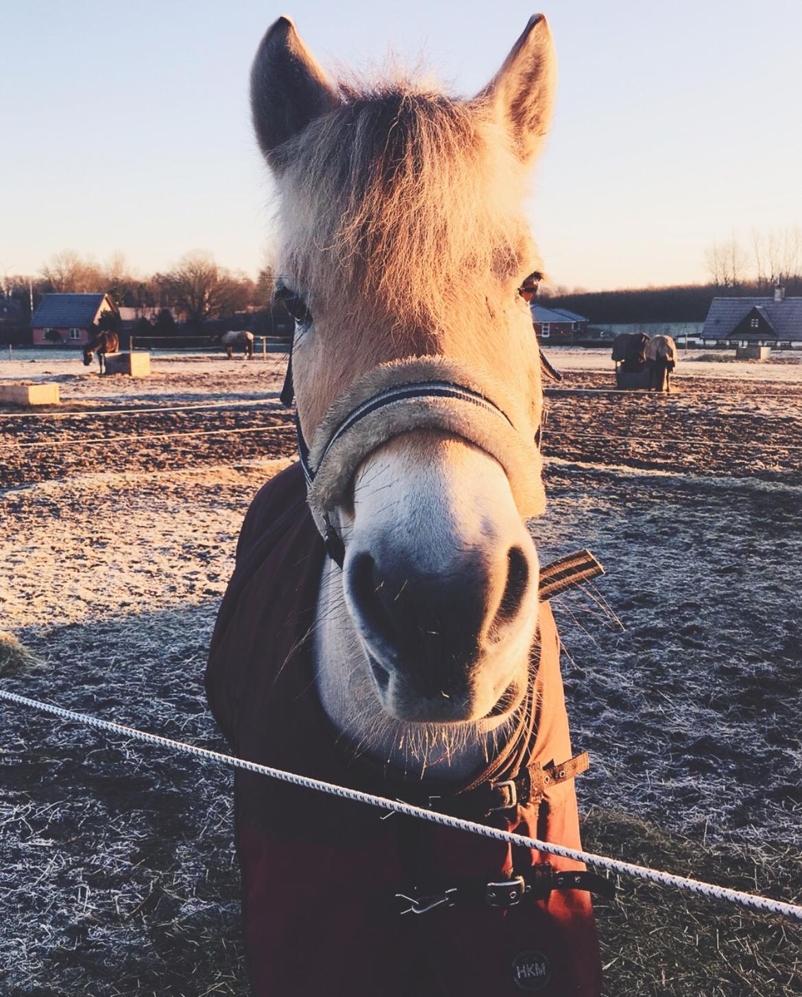 Fjordhest Halfdan <3 billede 47
