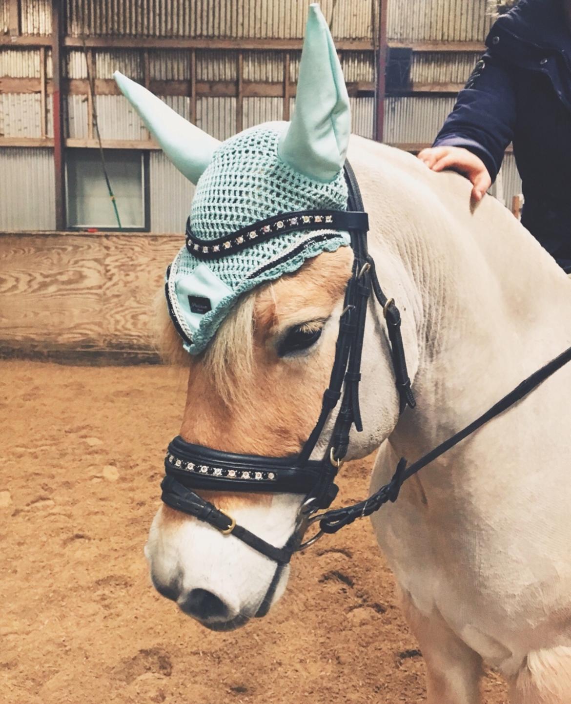 Fjordhest Halfdan <3 billede 46