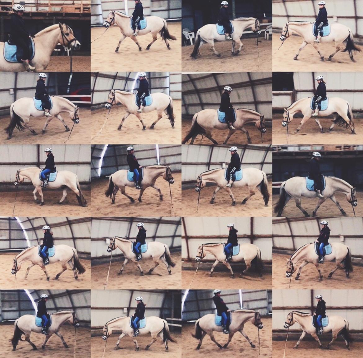 Fjordhest Halfdan <3 billede 48