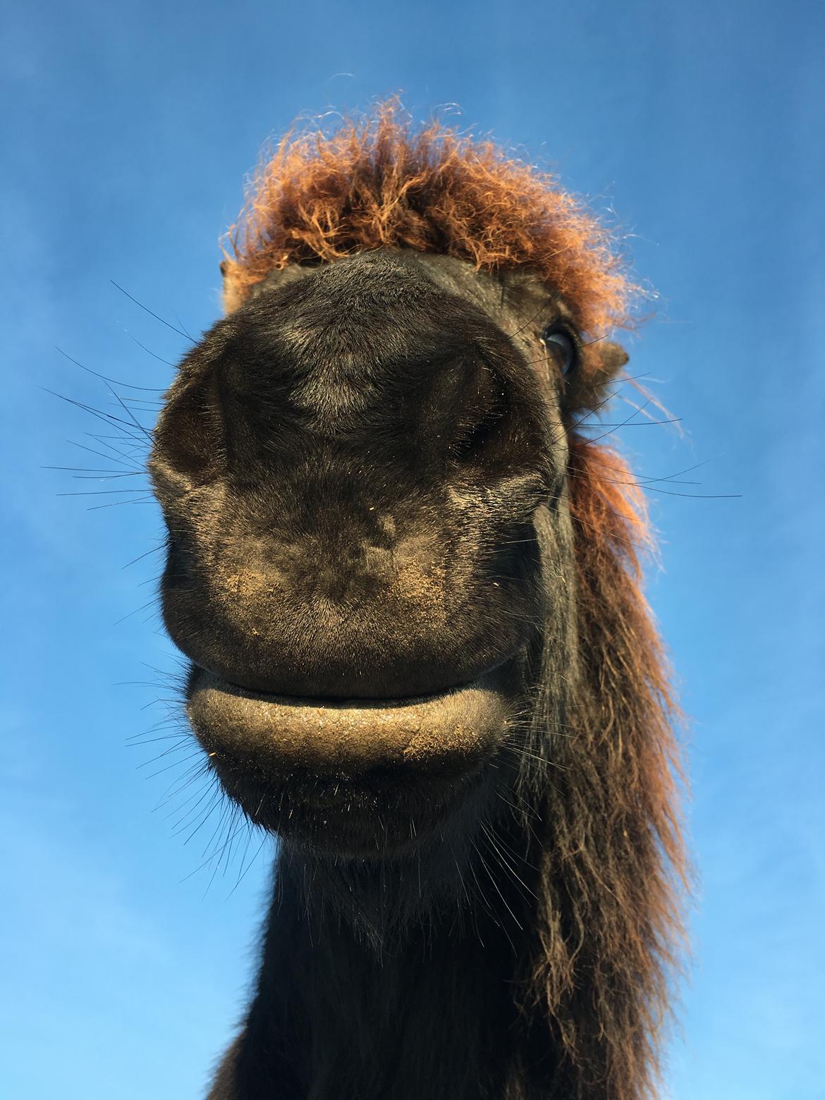 Islænder Siggi fra Vikinghøj billede 5