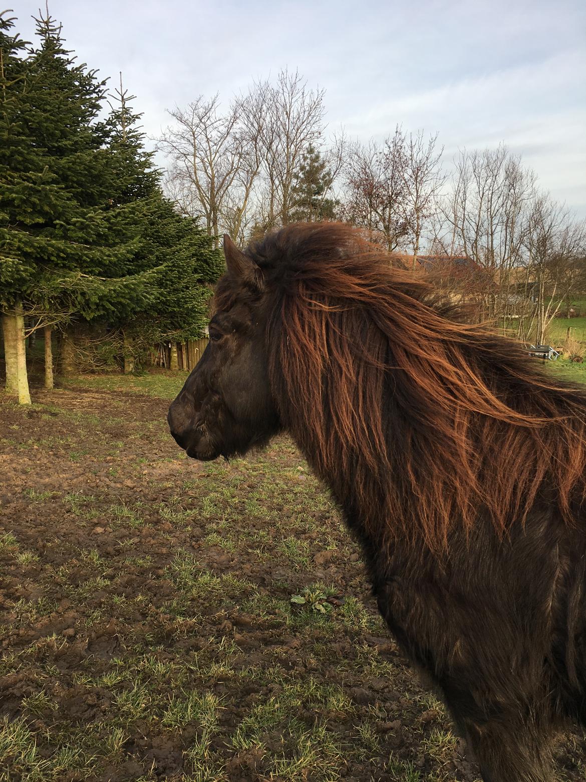 Islænder Siggi fra Vikinghøj billede 10