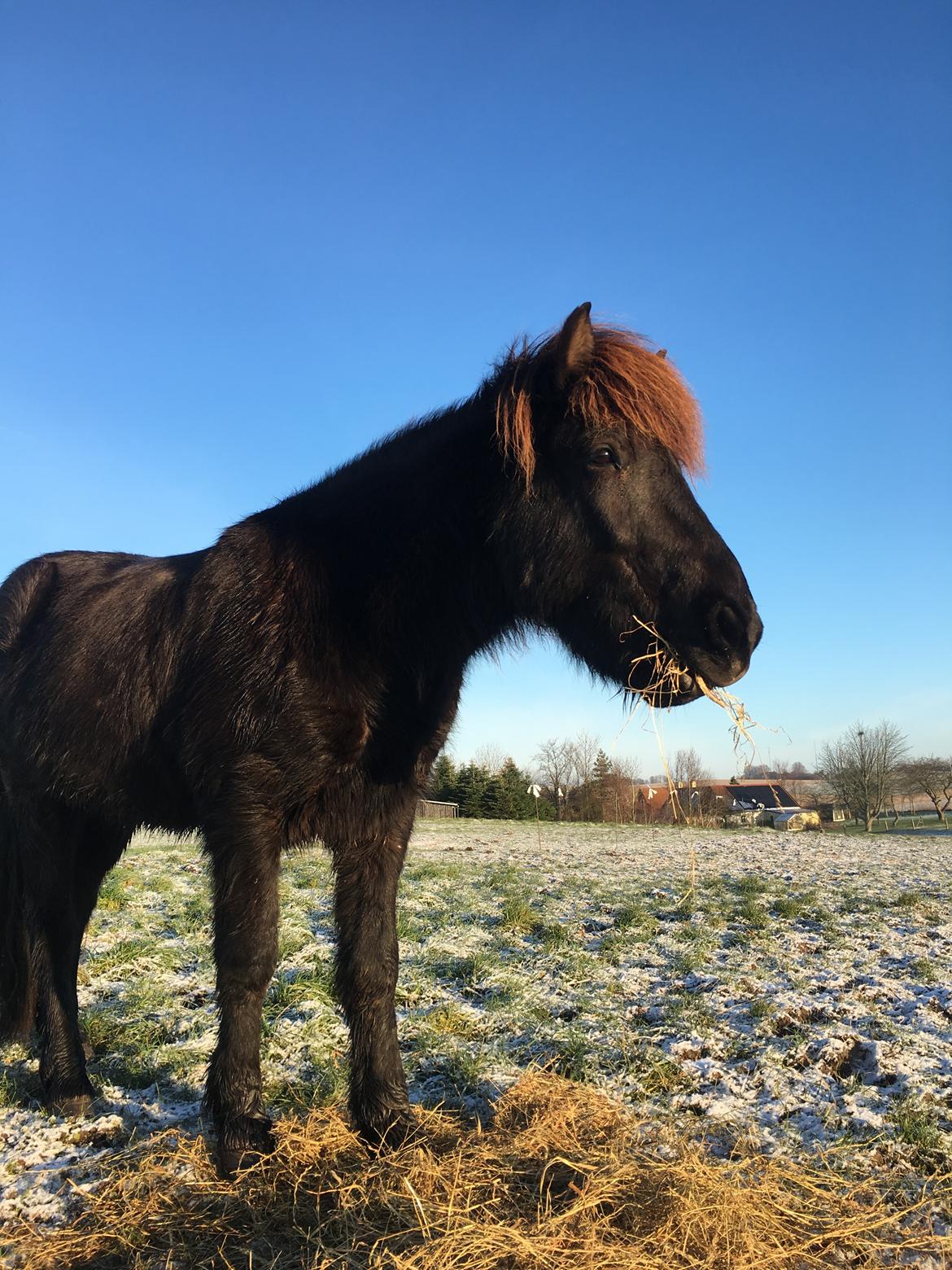 Islænder Siggi fra Vikinghøj billede 4