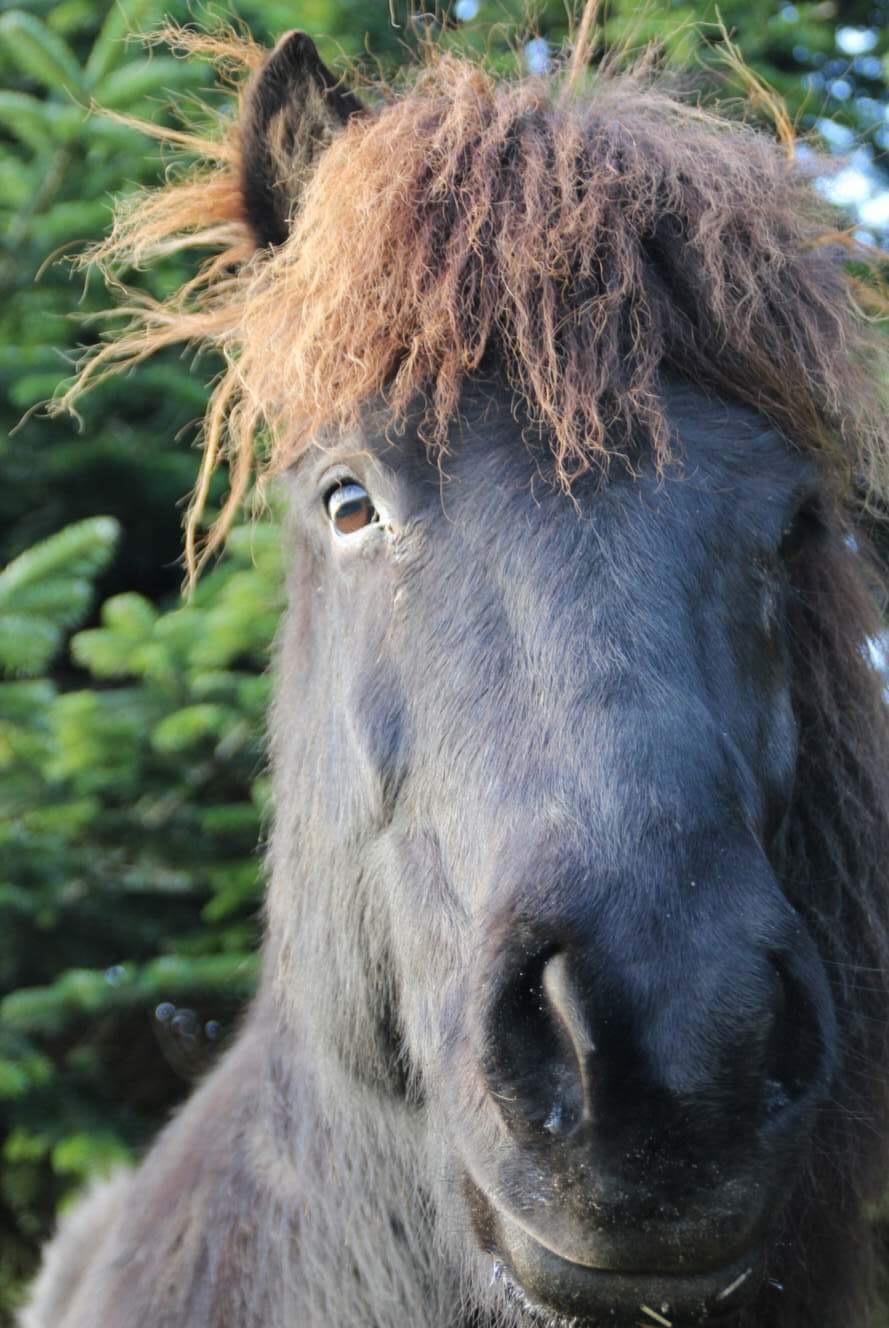 Islænder Siggi fra Vikinghøj billede 7