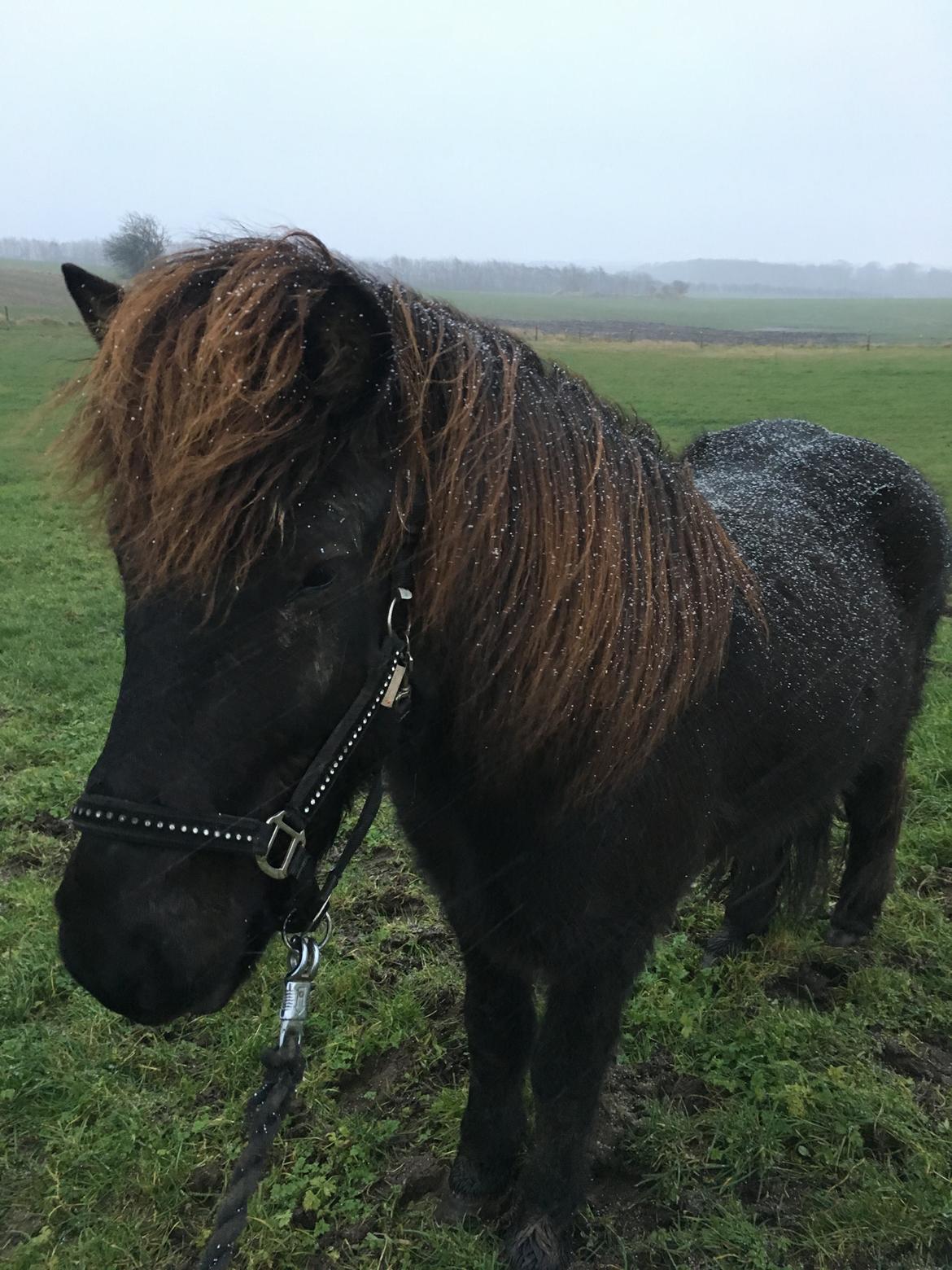 Islænder Siggi fra Vikinghøj billede 6