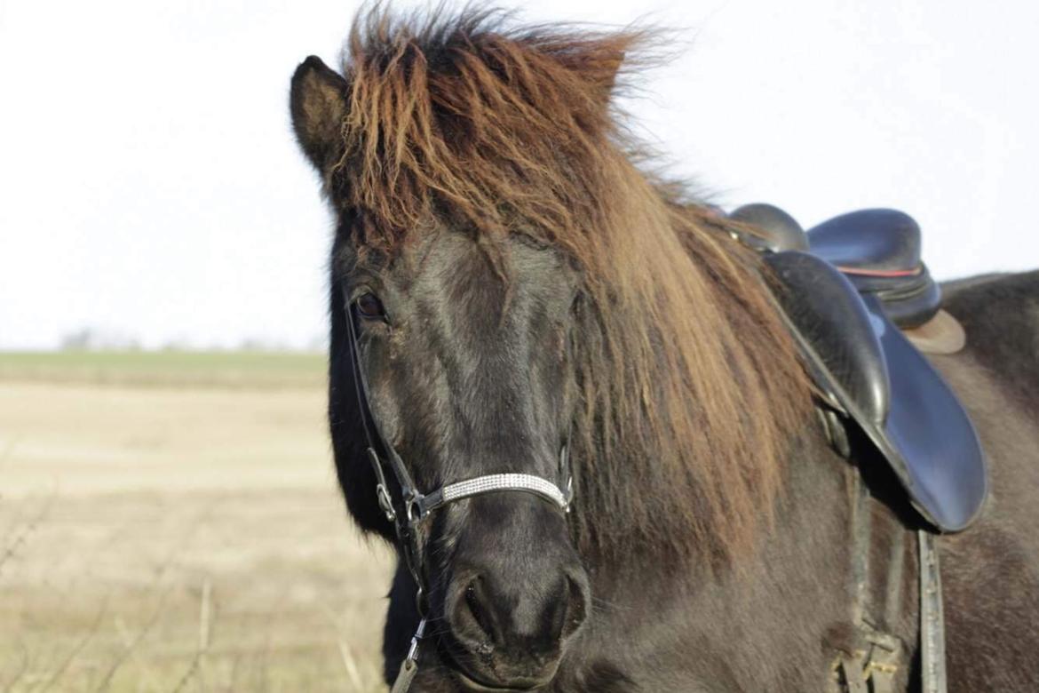 Islænder Siggi fra Vikinghøj billede 8