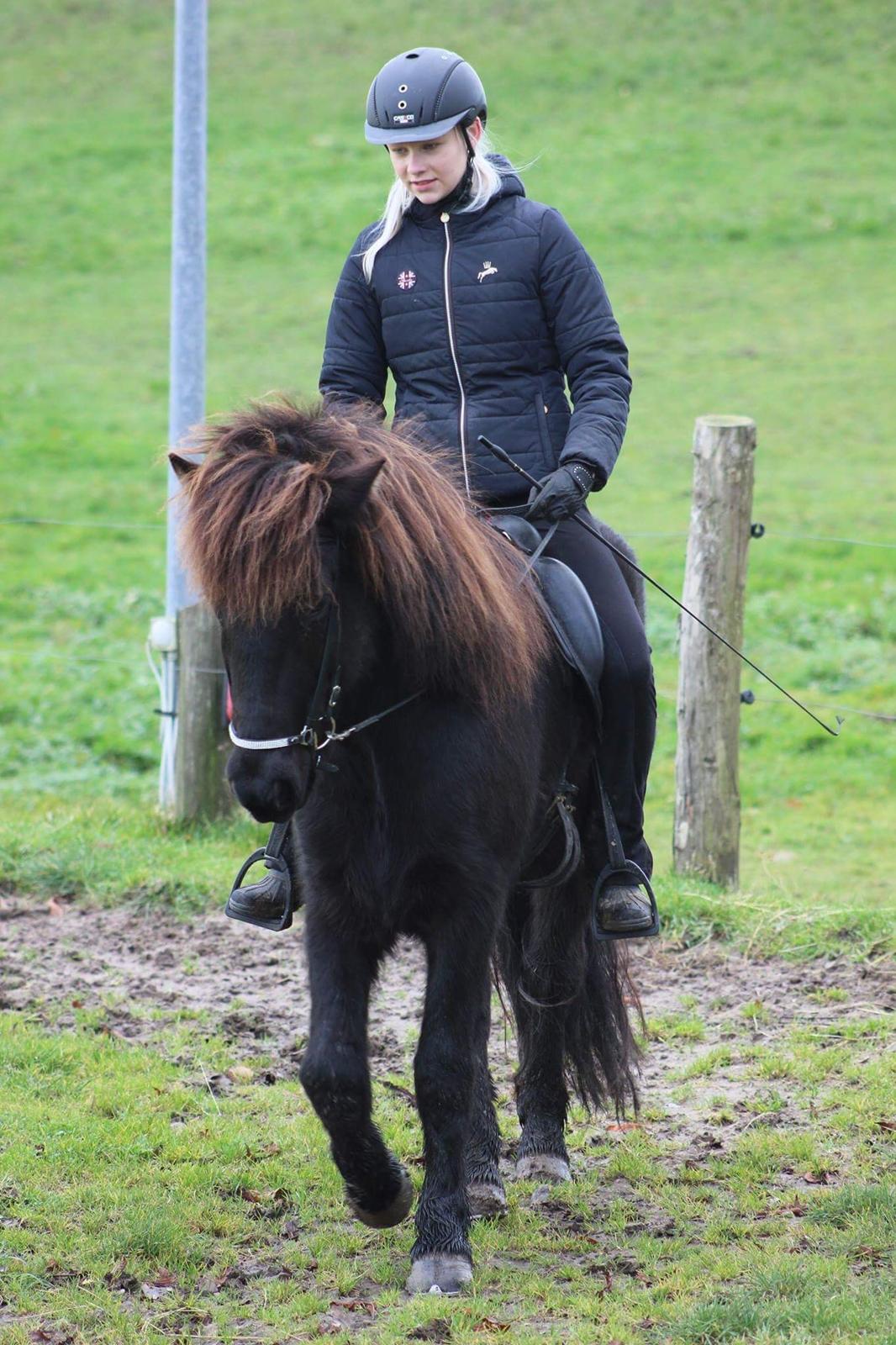 Islænder Siggi fra Vikinghøj billede 1