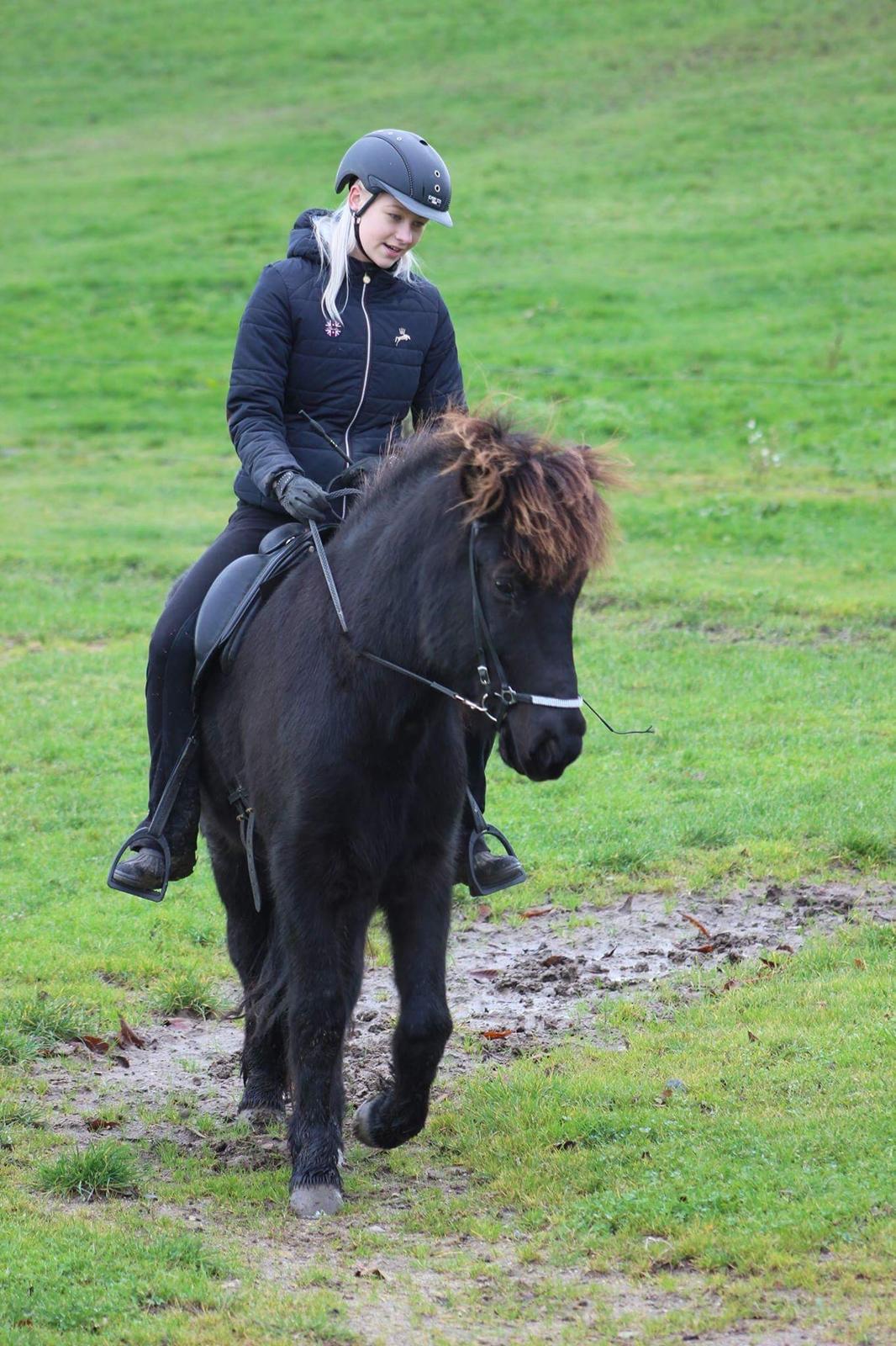 Islænder Siggi fra Vikinghøj billede 2