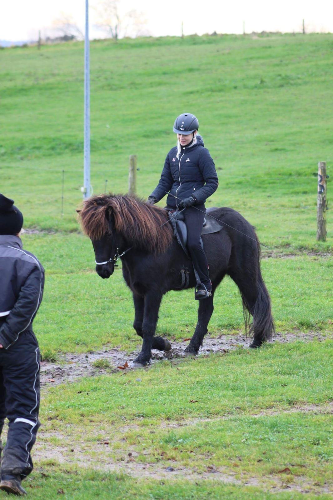 Islænder Siggi fra Vikinghøj billede 3