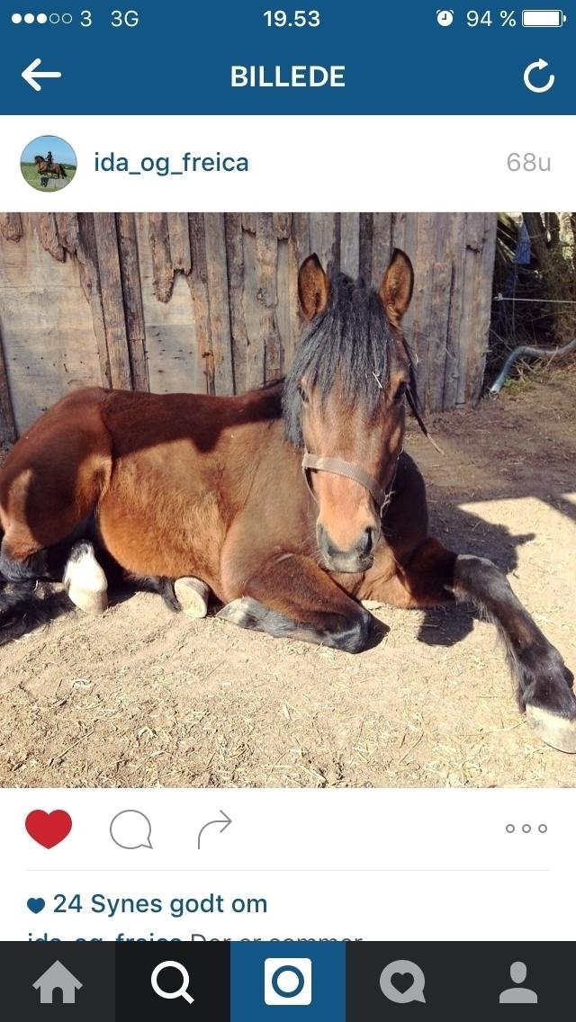 Anden særlig race Freica  billede 1