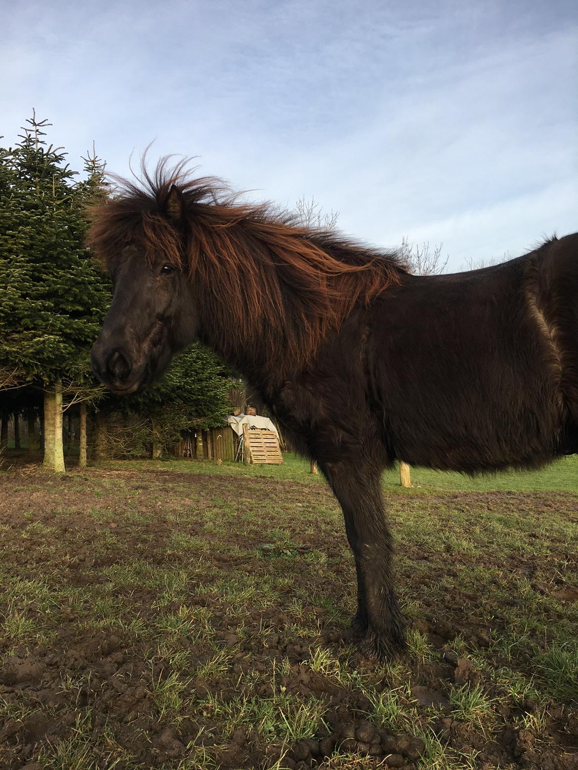 Islænder Siggi fra Vikinghøj billede 11