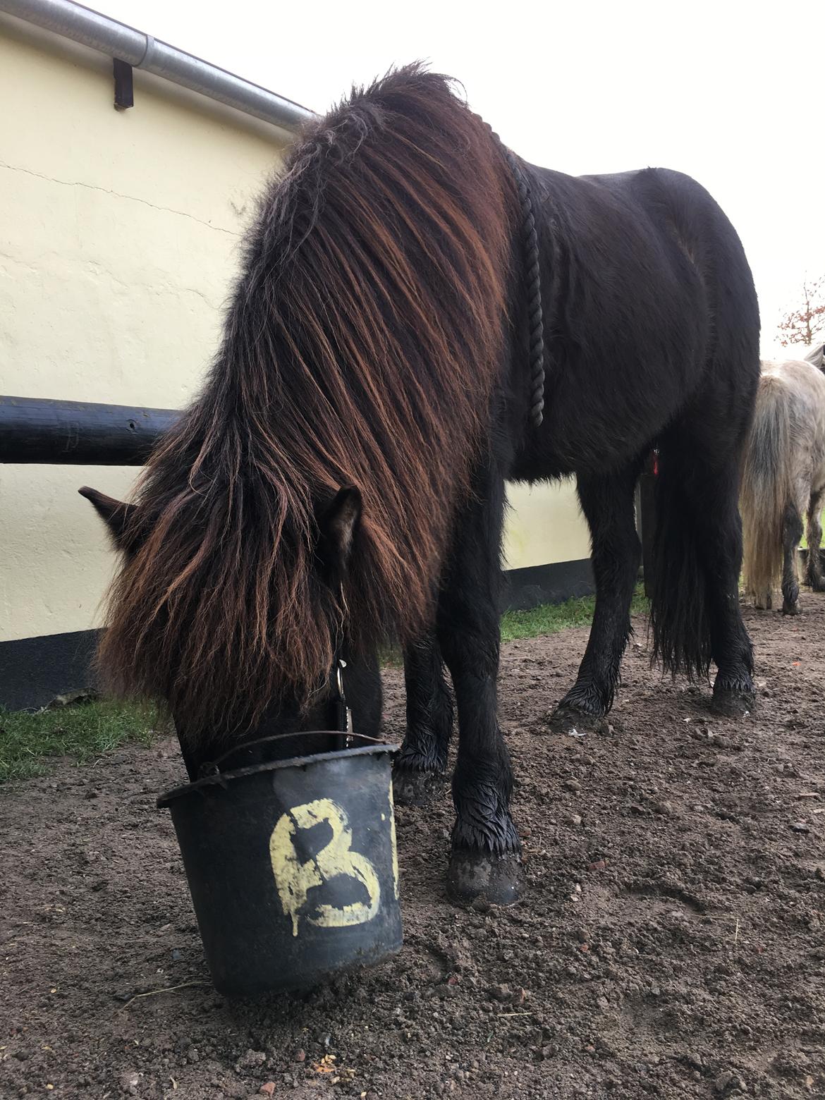 Islænder Siggi fra Vikinghøj billede 9
