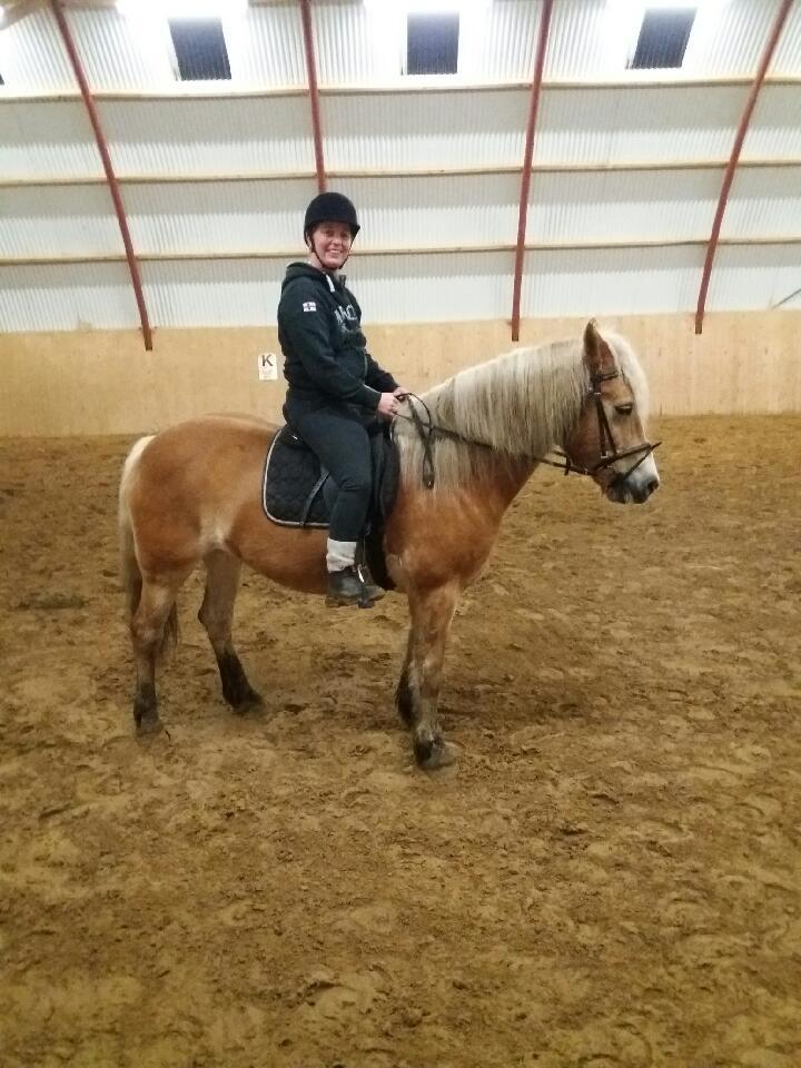 Tyroler Haflinger Luca-Lavanda billede 10