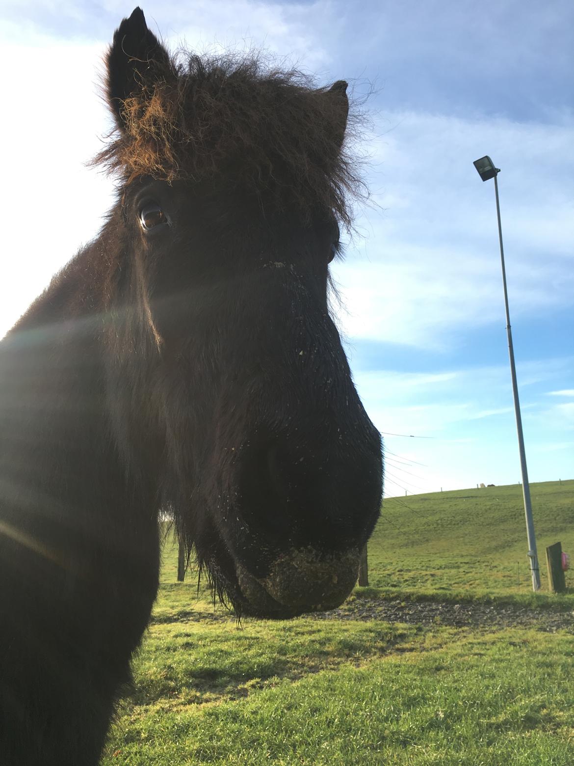 Islænder Siggi fra Vikinghøj billede 12