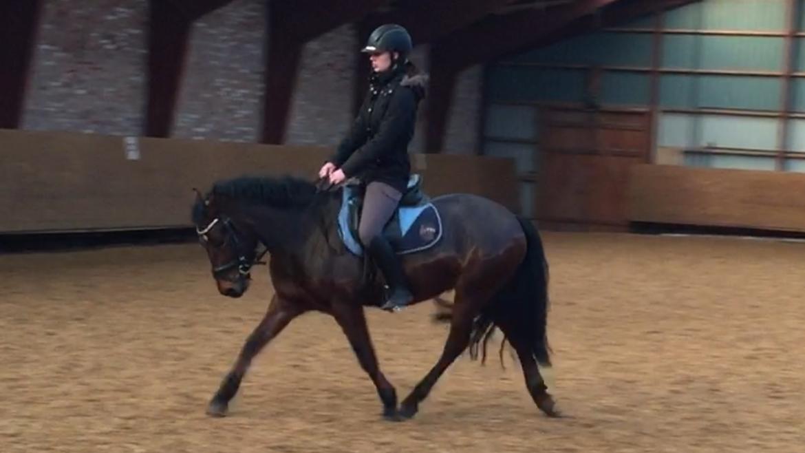 New Forest Spangsbo's Starlight billede 1