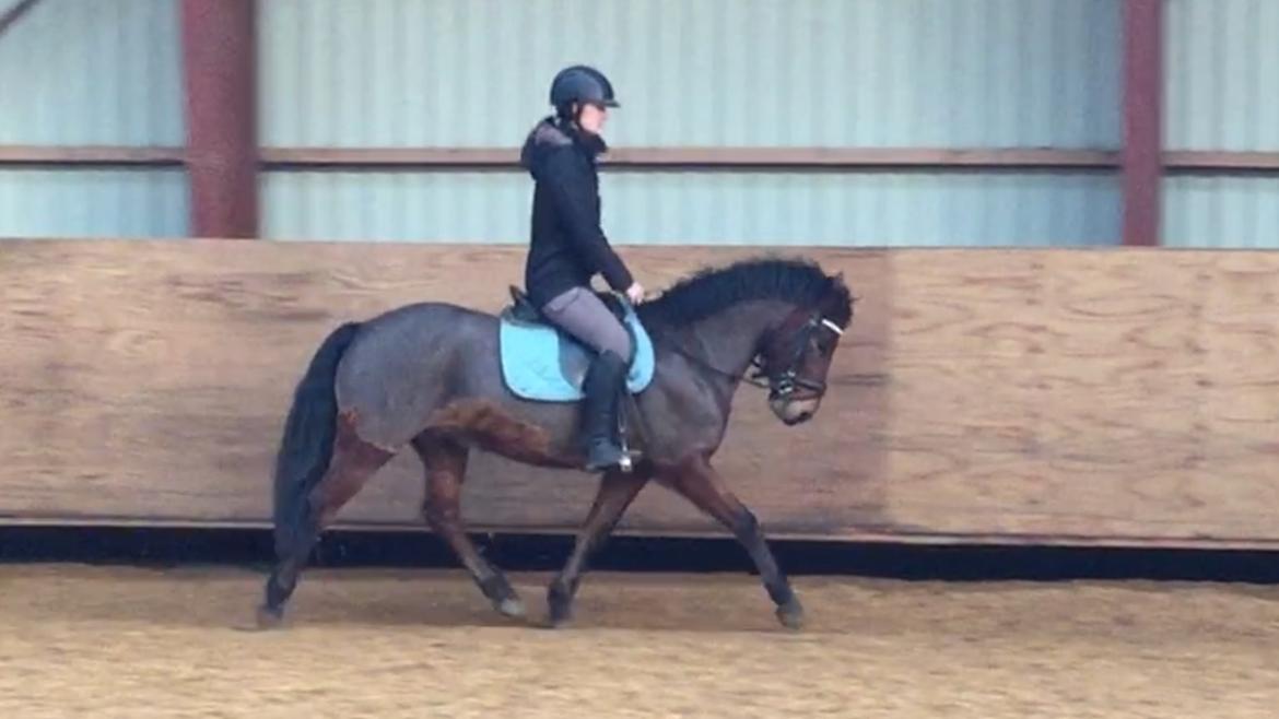 New Forest Spangsbo's Starlight billede 3