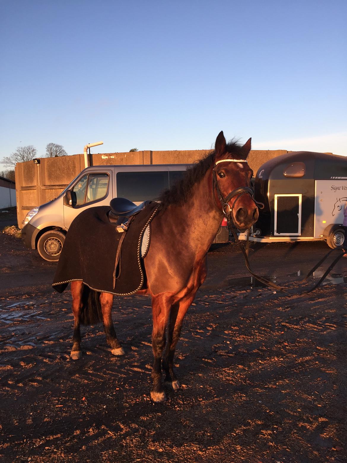 New Forest Spangsbo's Starlight billede 2