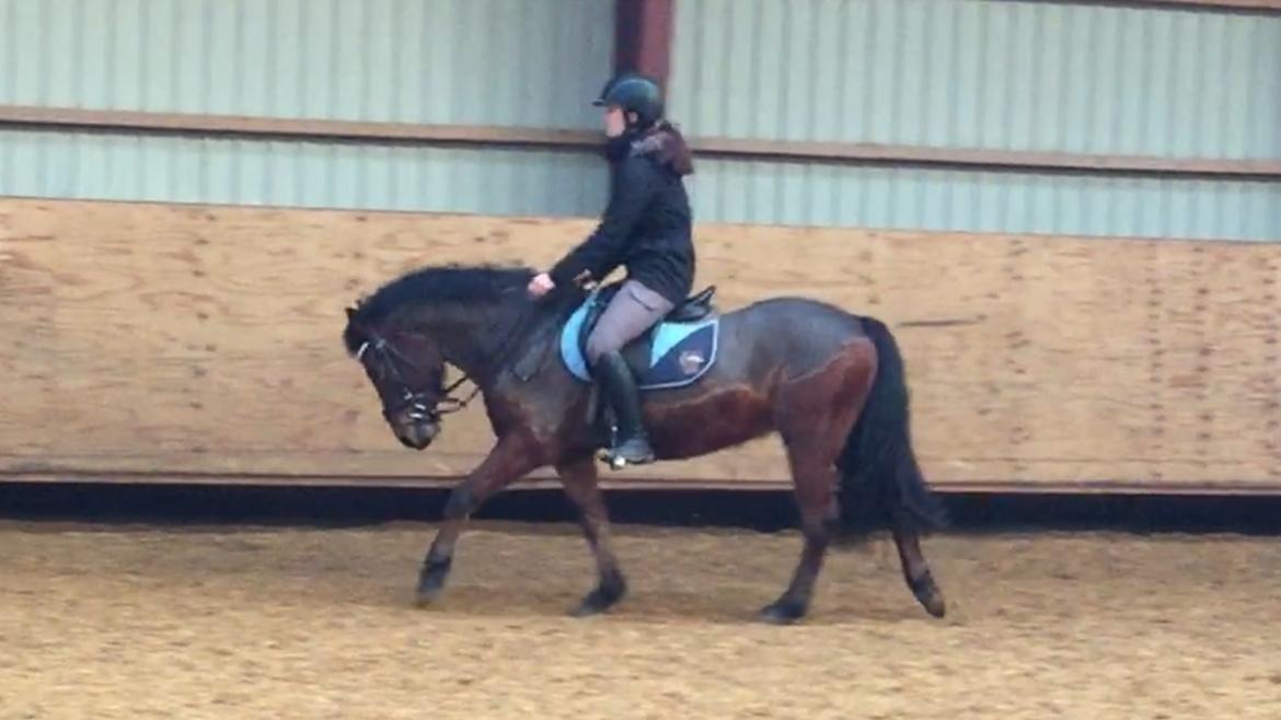 New Forest Spangsbo's Starlight billede 4