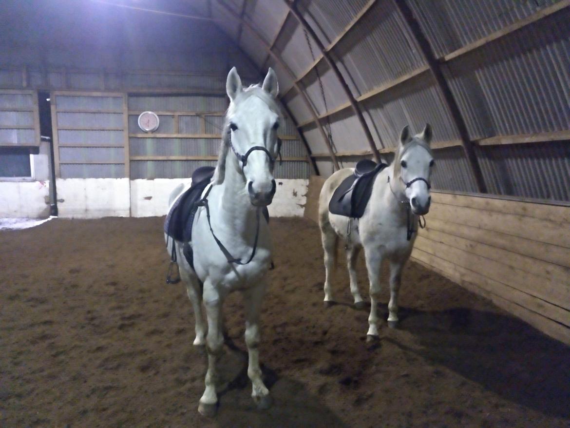 Dansk Varmblod Quvinto -RIP billede 12