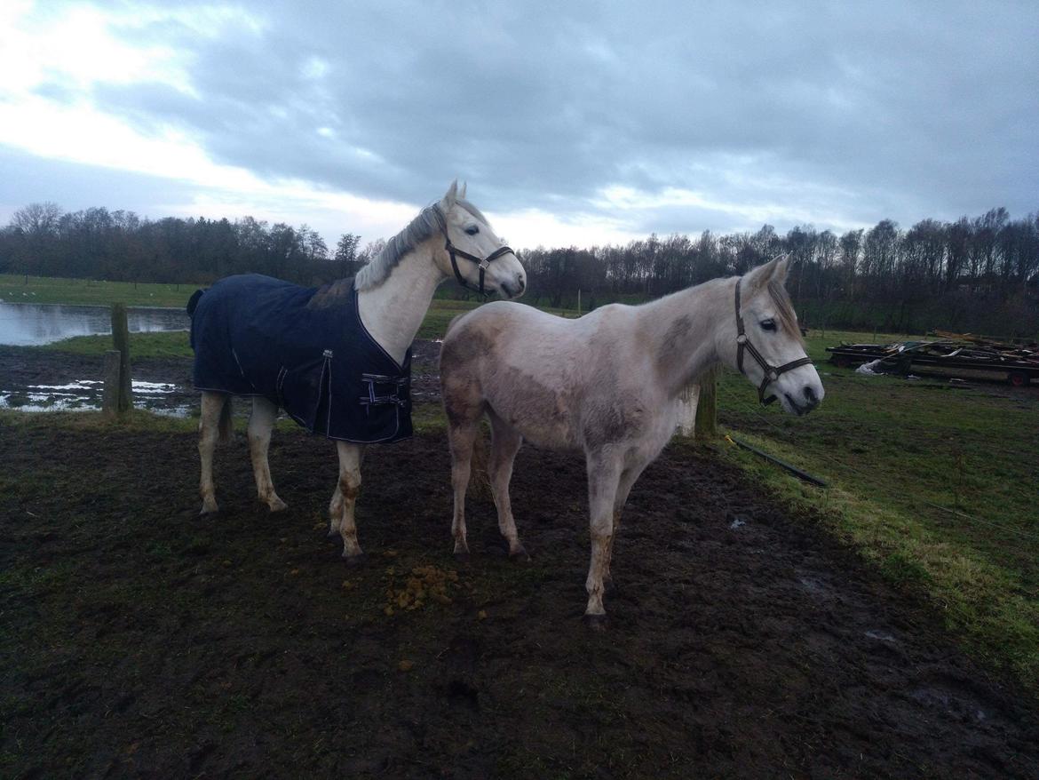 Dansk Varmblod Quvinto -RIP billede 11