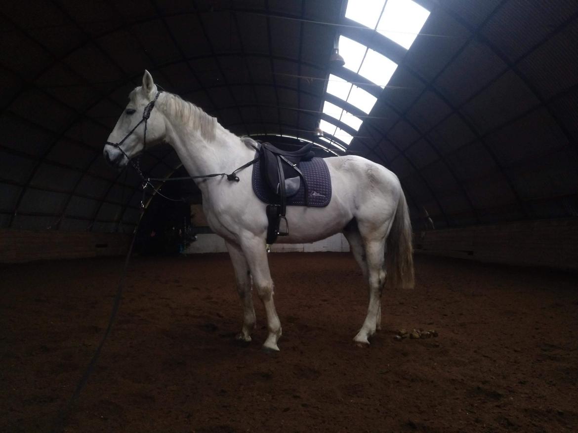 Dansk Varmblod Quvinto -RIP billede 13