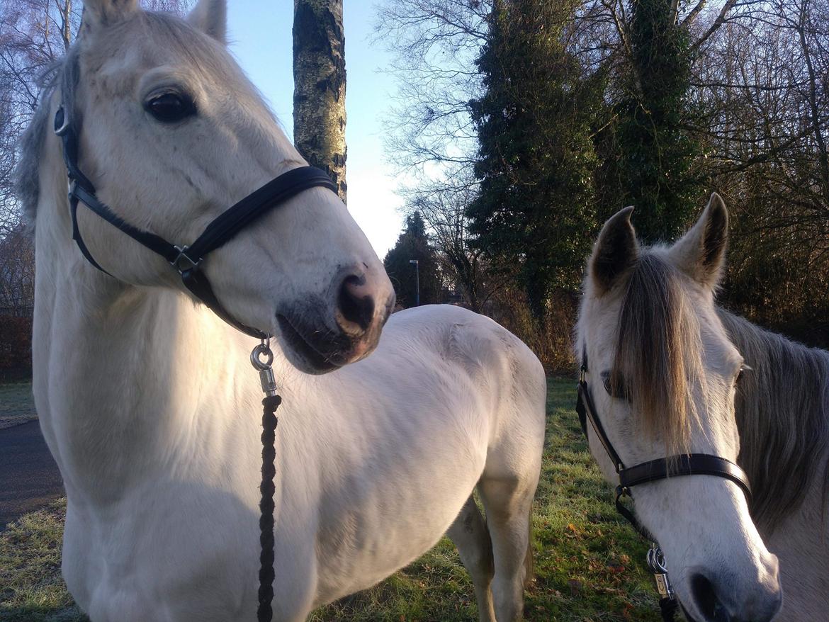 Dansk Varmblod Quvinto -RIP billede 14