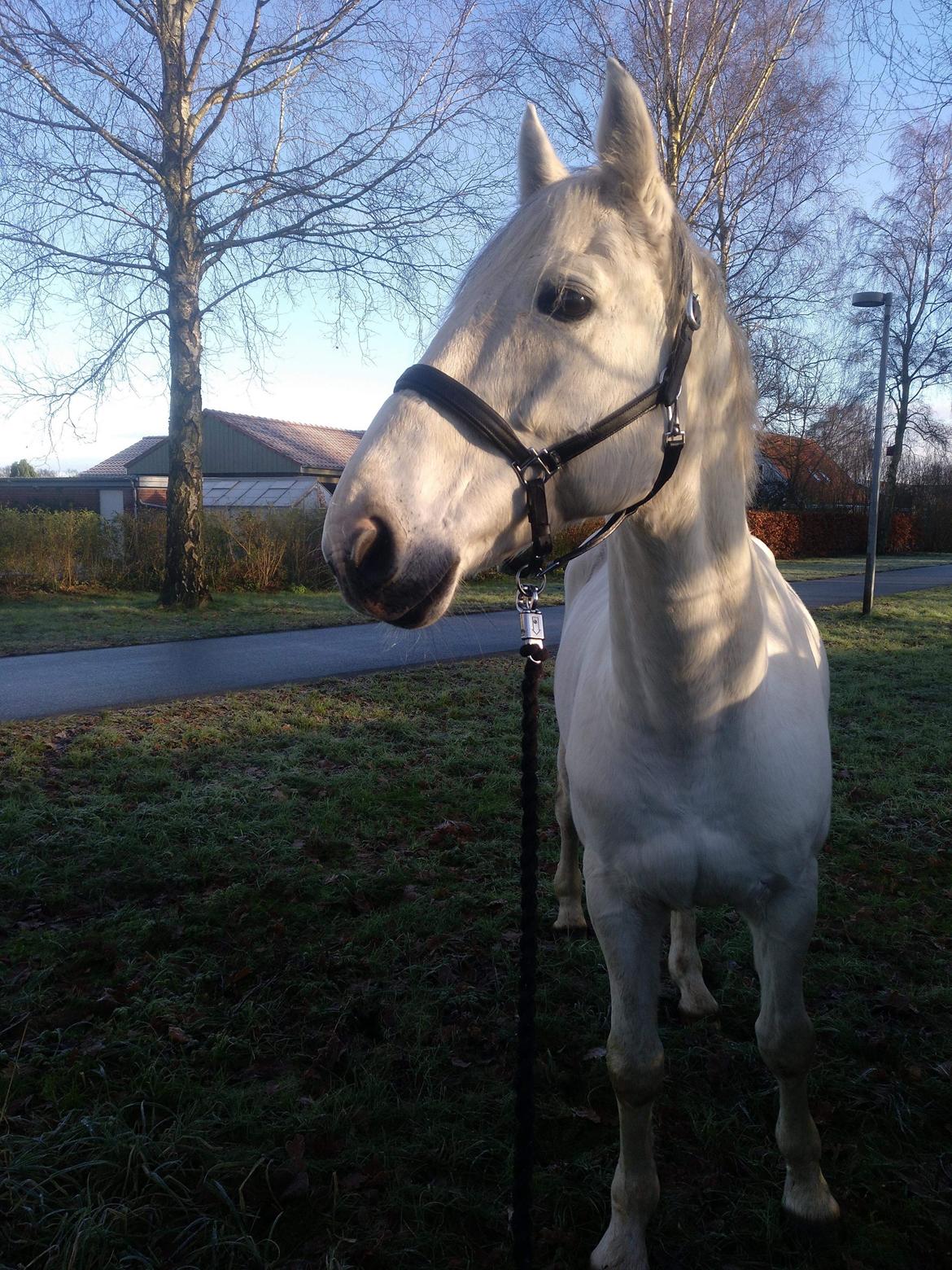 Dansk Varmblod Quvinto -RIP billede 15