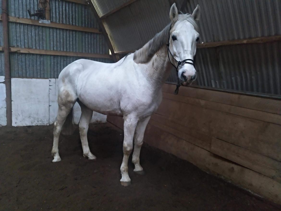 Dansk Varmblod Quvinto -RIP billede 17