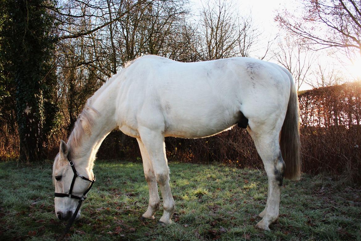 Dansk Varmblod Quvinto -RIP billede 16