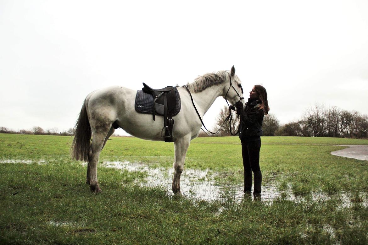 Dansk Varmblod Quvinto -RIP billede 18